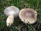 Hygrophorus olivaceoalbus image