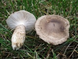 Hygrophorus olivaceoalbus image