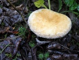 Lactarius pubescens image