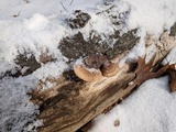 Polyporus brumalis image