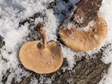 Polyporus brumalis image