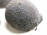 Annulohypoxylon thouarsianum var. thouarsianum image