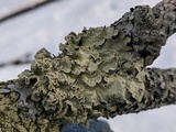 Flavopunctelia flaventior image