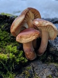 Flammulina populicola image