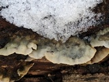 Bjerkandera adusta image