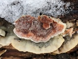 Bjerkandera adusta image