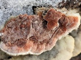 Bjerkandera adusta image