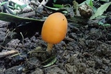 Macrocystidia reducta image