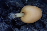 Macrocystidia reducta image