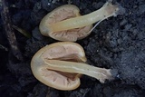 Macrocystidia reducta image