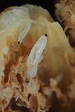 Macrocystidia reducta image