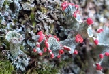 Cladonia borealis image