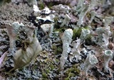Cladonia borealis image