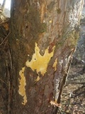 Perenniporia subacida image