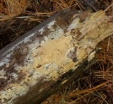 Hyphoderma probatum image