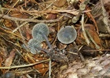 Mycena aetites image