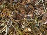 Mycena aetites image