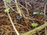 Mycena aetites image