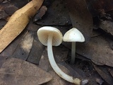 Alboleptonia adnatifolia image