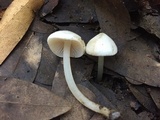 Alboleptonia adnatifolia image
