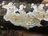 Byssomerulius corium image