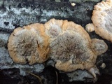 Phlebia radiata image