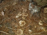 Clitocybe coniferophila image