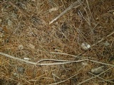 Clitocybe coniferophila image