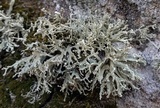 Ramalina pollinaria image