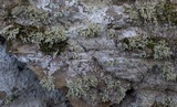 Ramalina pollinaria image