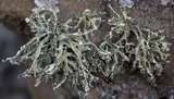 Ramalina pollinaria image