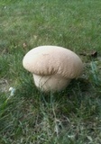 Calvatia cyathiformis image
