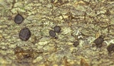 Trichoderma citrinoviride image