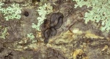 Trichoderma citrinoviride image