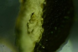 Trichoderma citrinoviride image
