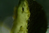 Trichoderma citrinoviride image