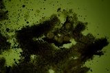 Trichoderma citrinoviride image