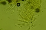 Trichoderma citrinoviride image
