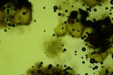 Trichoderma citrinoviride image
