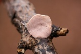Hapalopilus rutilans image