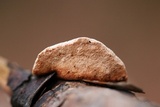 Hapalopilus rutilans image