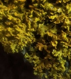 Xanthoria weberi image