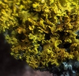 Xanthoria weberi image