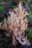 Ramaria eumorpha image