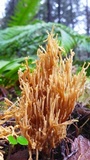 Ramaria eumorpha image