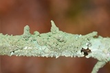 Canoparmelia caroliniana image