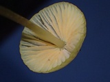 Mycena aurantiomarginata image