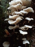 Hemimycena candida image