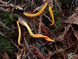 Clavulinopsis laeticolor image