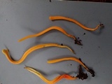 Clavulinopsis laeticolor image